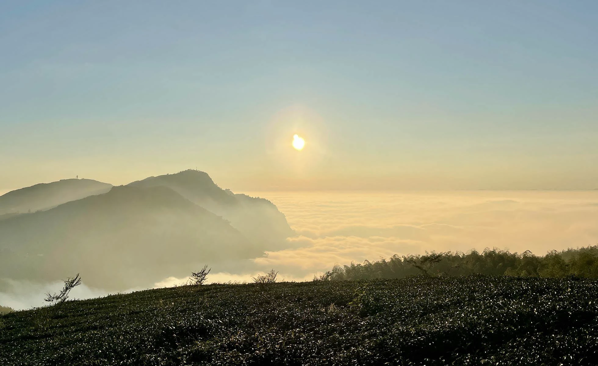 看山觀海的日子。阿里山雲海季